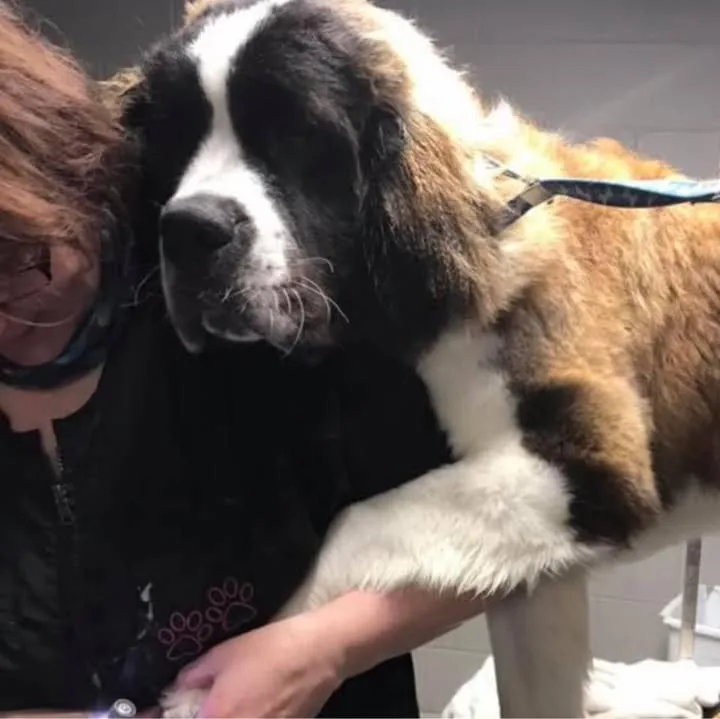 A groomer with a big Saint Bernard at the salon